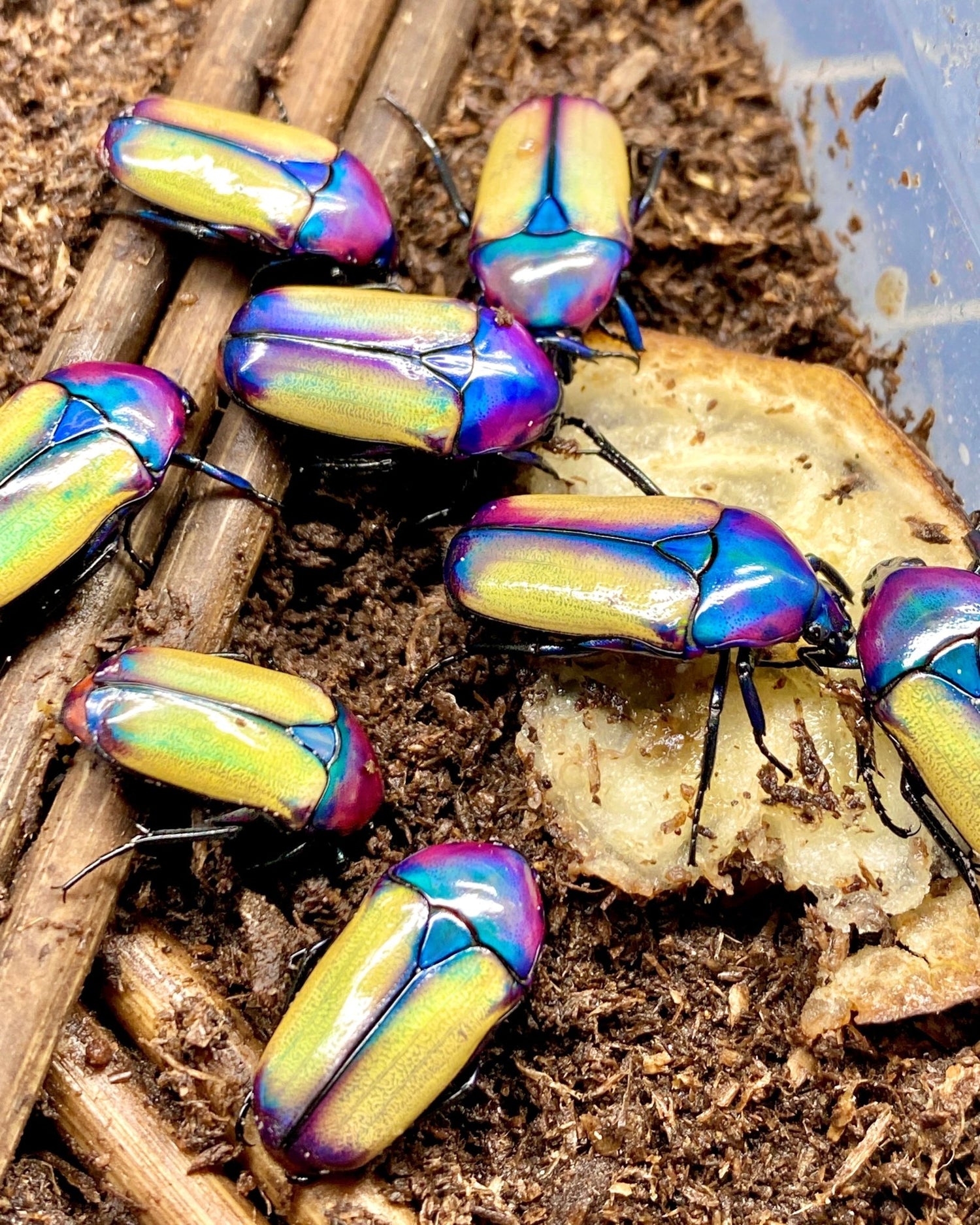 ⨂ ADULTS - Opal Flower Beetle, (Chlorocala umtaliensis) - Richard’s Inverts