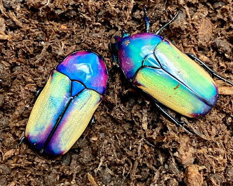 ⨂ ADULTS - Opal Flower Beetle, (Chlorocala umtaliensis) - Richard’s Inverts