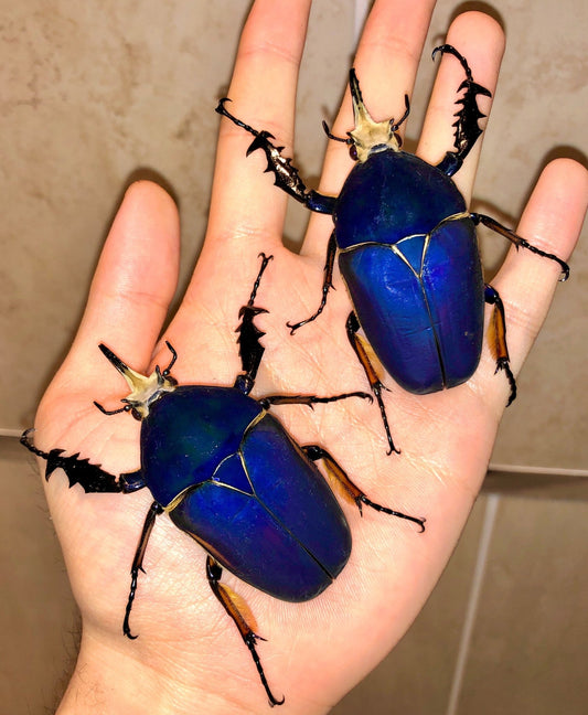 ⨂ ADULTS - "Pure Blue" Giant Flower Beetle, (Mecynorrhina ugandensis) - Richard’s Inverts