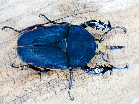 ⨂ ADULTS - "Pure Blue" Giant Flower Beetle, (Mecynorrhina ugandensis) - Richard’s Inverts