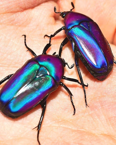 ⨂ ADULTS- Purple Flower Beetle, (Chlorocala oertzeni) - Richard’s Inverts