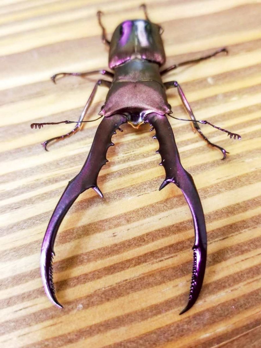 ADULTS - "Purple" Metallic Stag Beetle, (Cyclommatus metallifer) - Richard’s Inverts