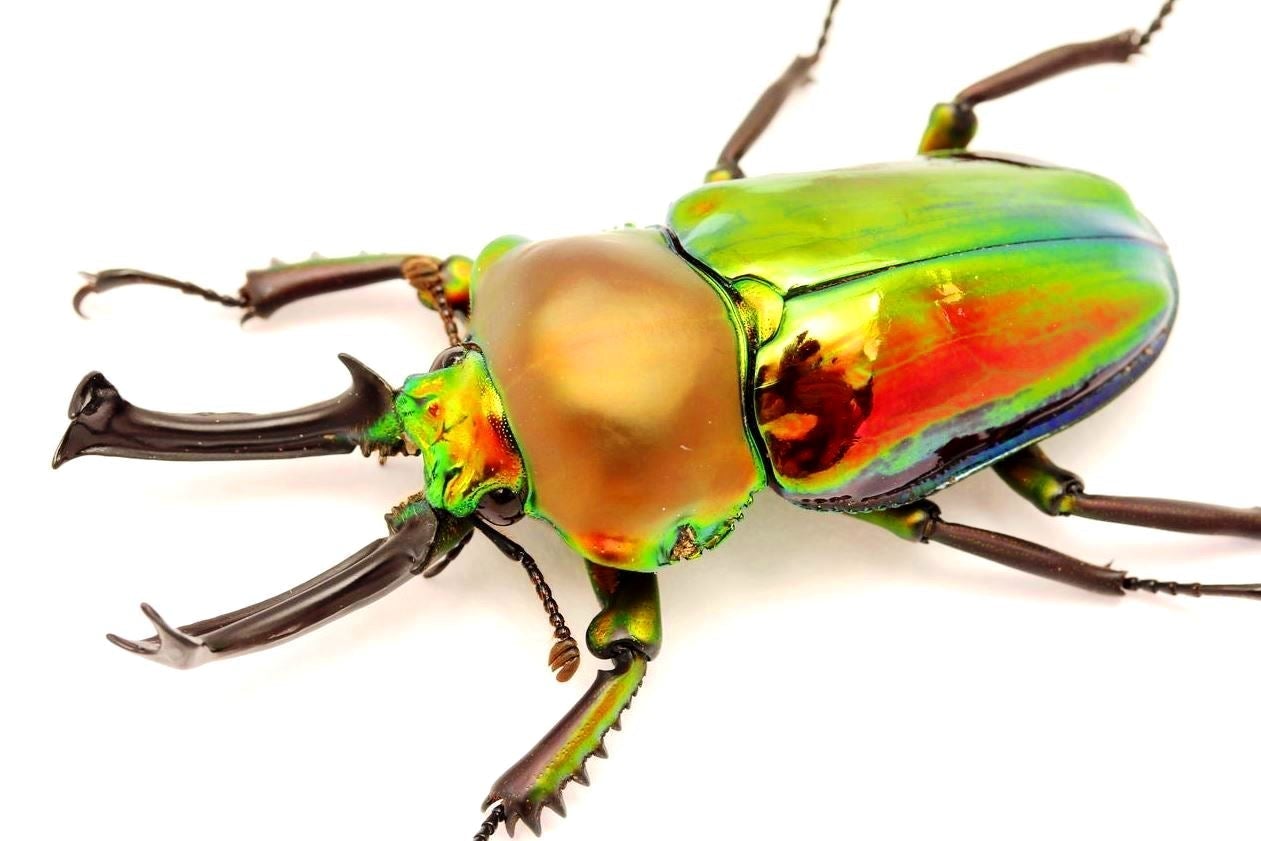 ADULTS - Rainbow Stag Beetle, (Phalacrognathus muelleri) - Richard’s Inverts