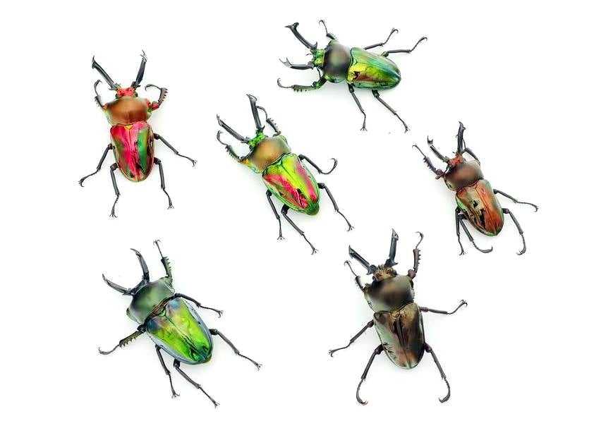 ADULTS - Rainbow Stag Beetle, (Phalacrognathus muelleri) - Richard’s Inverts