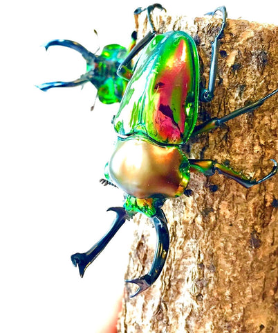ADULTS - Rainbow Stag Beetle, (Phalacrognathus muelleri) - Richard’s Inverts