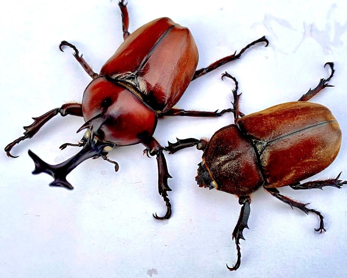 ADULTS - "Red Phantom" Japanese Rhino Beetle, (Trypoxylus dichotomus) - Richard’s Inverts