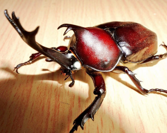 ADULTS - "Red Phantom" Japanese Rhino Beetle, (Trypoxylus dichotomus) - Richard’s Inverts