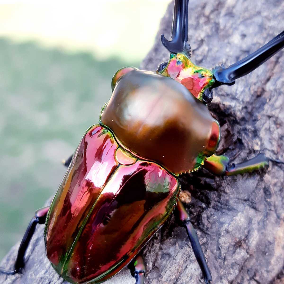 ADULTS - "Ruby" Rainbow Stag Beetle, (Phalacrognathus muelleri) - Richard’s Inverts