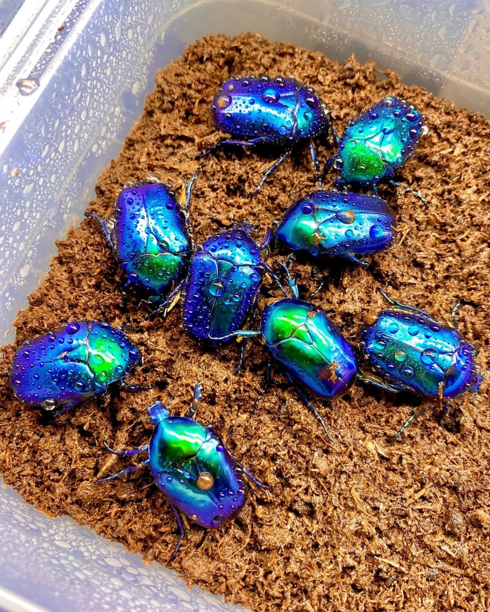 ⨂ ADULTS - Sapphire Flower Beetle, (Protaetia cyanochlora) - Richard’s Inverts