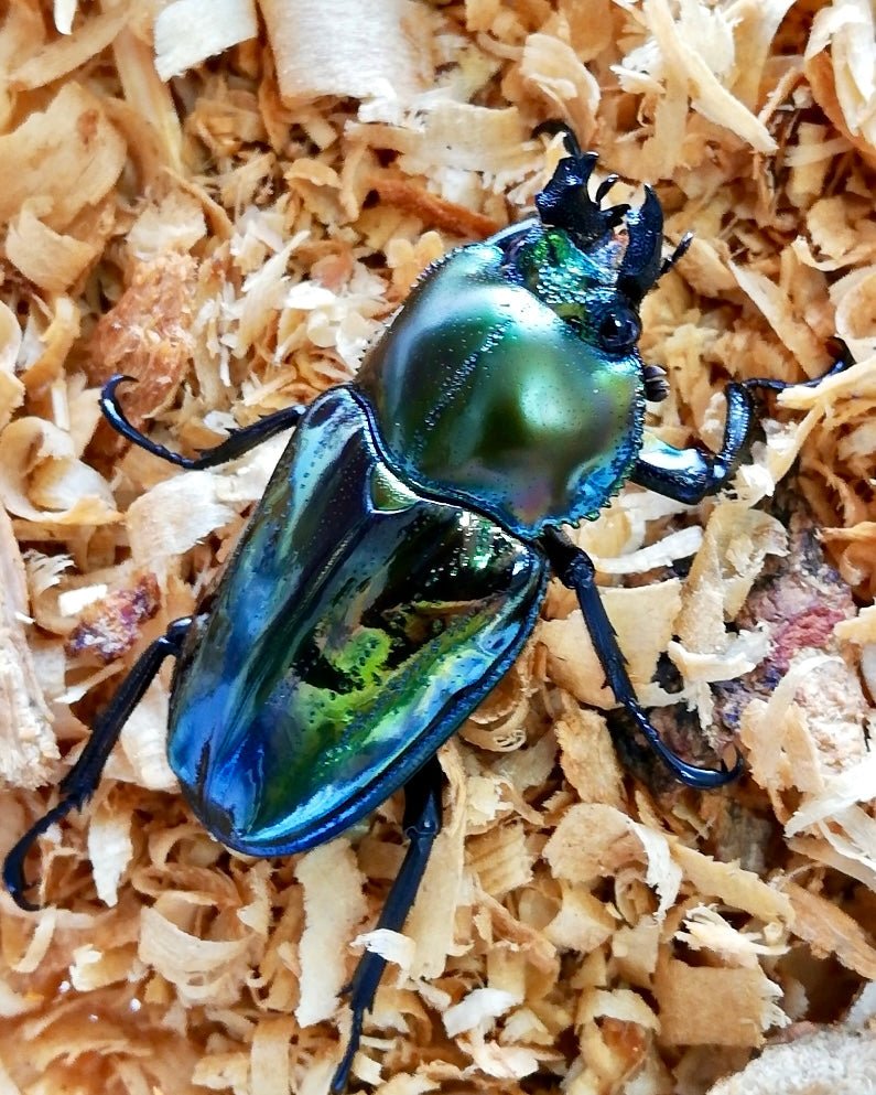 ⨂ ADULTS - "Sapphire" Rainbow Stag Beetle, (Phalacrognathus muelleri) - Richard’s Inverts