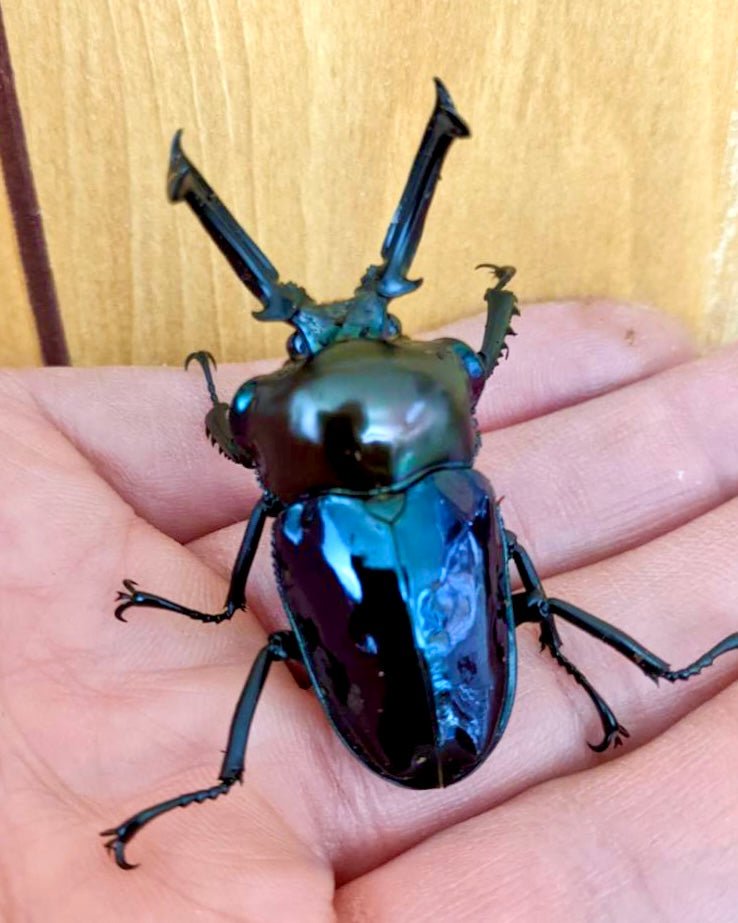 ⨂ ADULTS - "Sapphire" Rainbow Stag Beetle, (Phalacrognathus muelleri) - Richard’s Inverts
