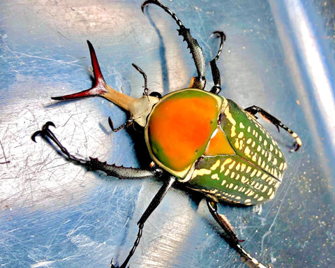 ⨂ ADULTS - Snake Tongue Flower Beetle, (Mecynorrhina harrisi) - Richard’s Inverts