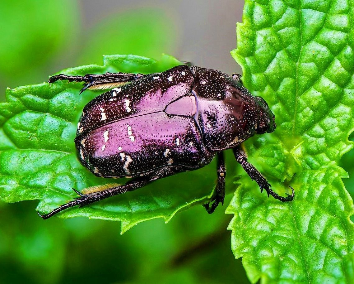 ⨂ Adults - Speckled Flower Beetle, (Protaetia submarmorea) - Richard’s Inverts