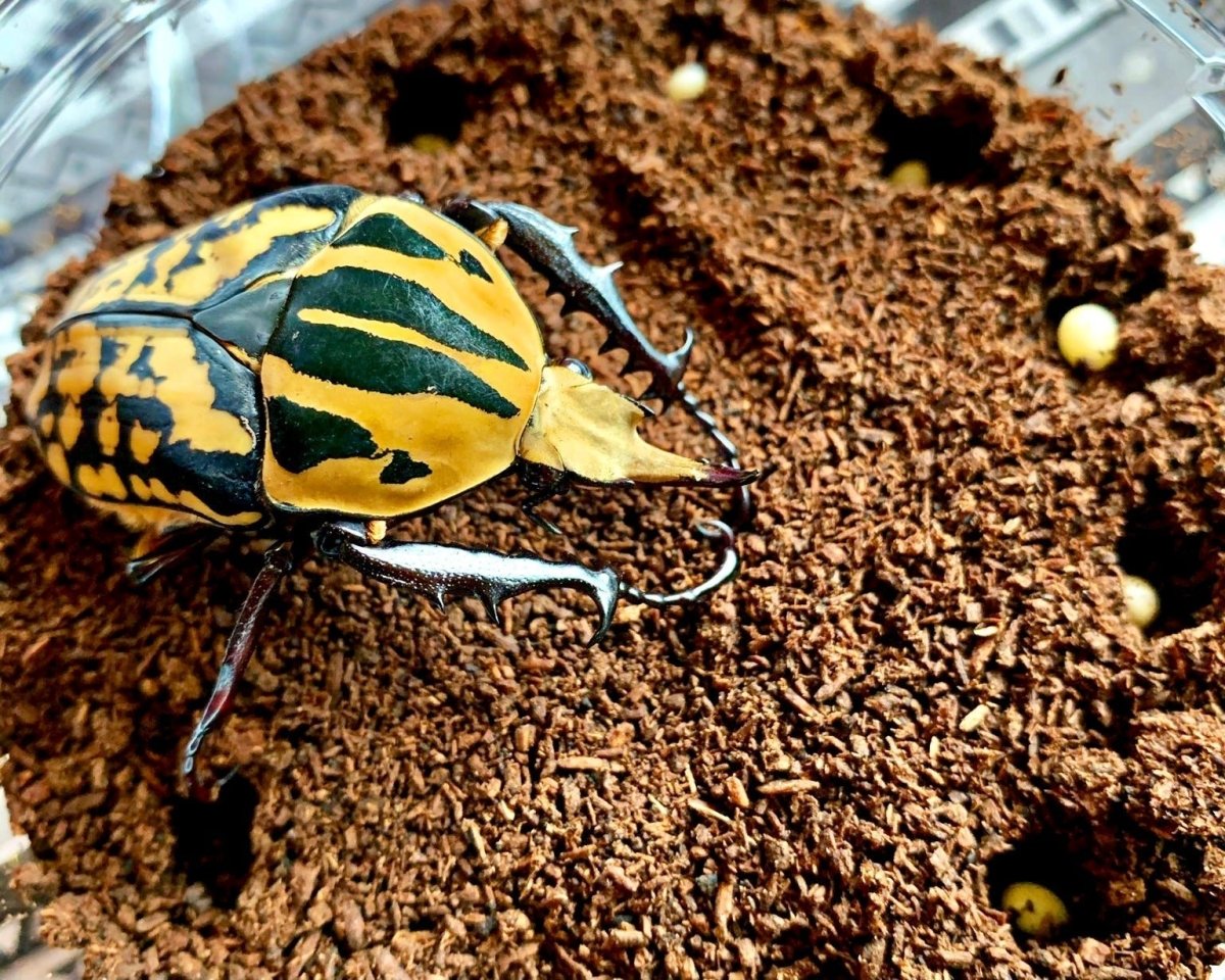 ADULTS - Tiger Flower Beetle, (Mecynorrhina oberthuri) - Richard’s Inverts
