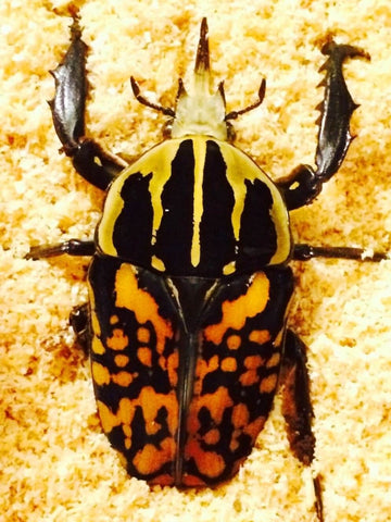 ADULTS - Tiger Flower Beetle, (Mecynorrhina oberthuri) - Richard’s Inverts