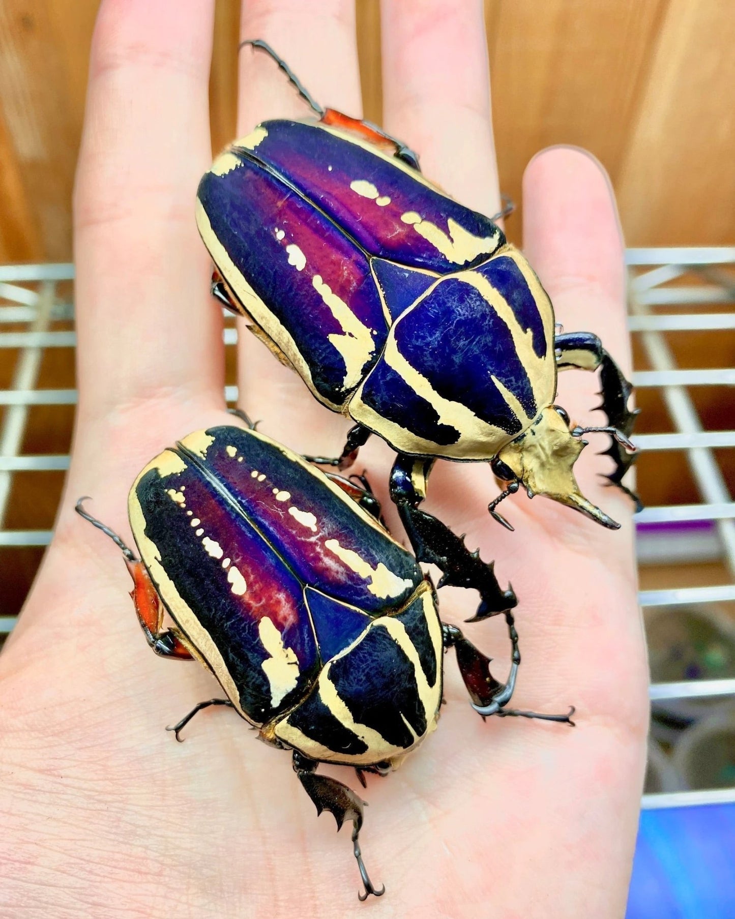 ⨂ ADULTS - "Violet" Giant Flower Beetle, (Mecynorrhina ugandensis) - Richard’s Inverts