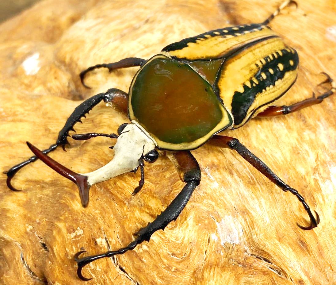 ⨂ ADULTS - "Yellow" Snake Tongue Flower Beetle, (Mecynorrhina haroldi) - Richard’s Inverts