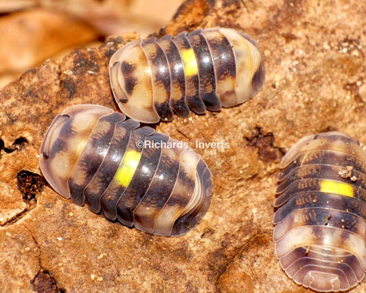 ⨂ Amber Firefly Isopod, (Cubaris sp. "Amber Firefly") - Richard’s Inverts
