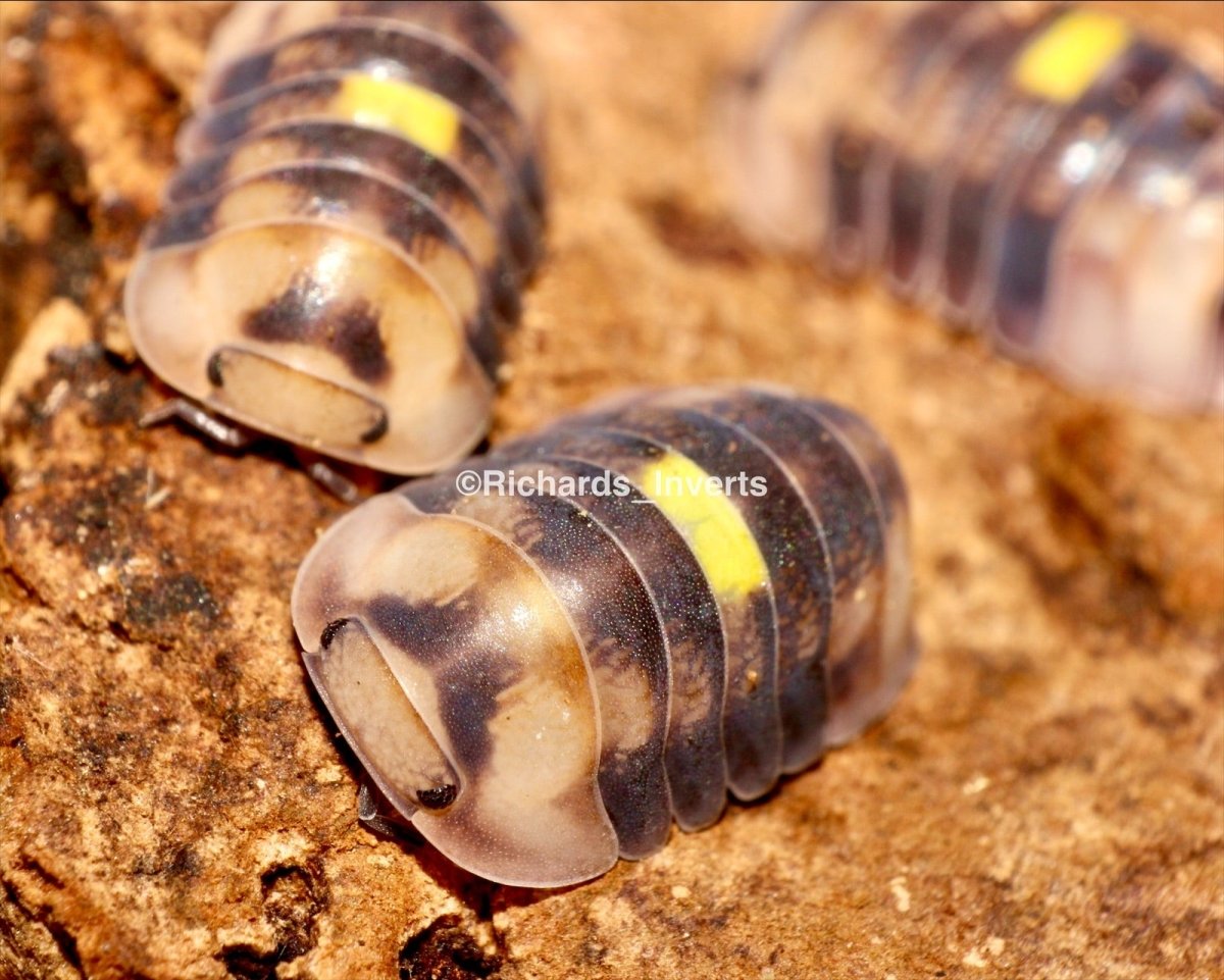 ⨂ Amber Firefly Isopod, (Cubaris sp. "Amber Firefly") - Richard’s Inverts