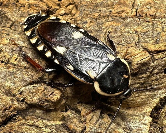 Assassin Mimic Roach, (Paranauphoeta formosana) - Richard’s Inverts
