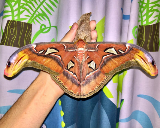 ⨂ Atlas Moth, (Attacus atlas) - Richard’s Inverts