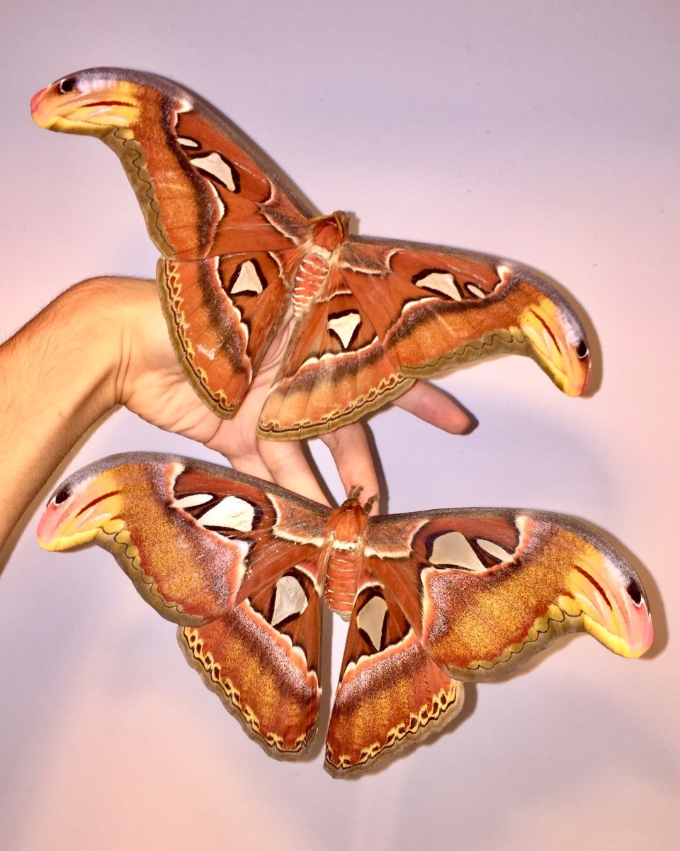 ⨂ Atlas Moth, (Attacus atlas) - Richard’s Inverts