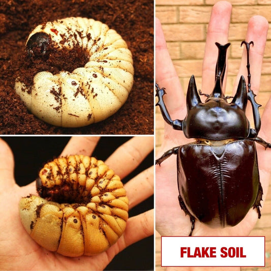 Beetle Breeding Substrate – Flake Soil - Richard’s Inverts