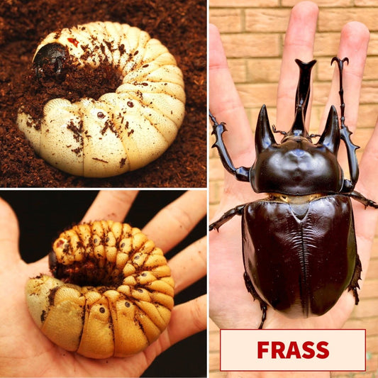 Beetle Breeding Substrate – Frass - Richard’s Inverts