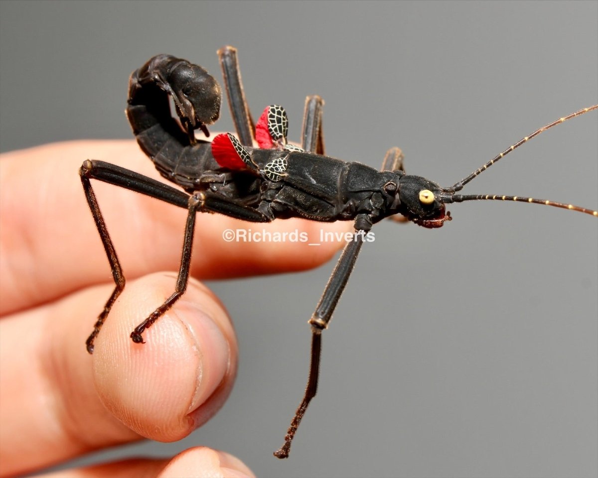 ⨂ Black Beauty Stick Insect, (Peruphasma schultei) - Richard’s Inverts