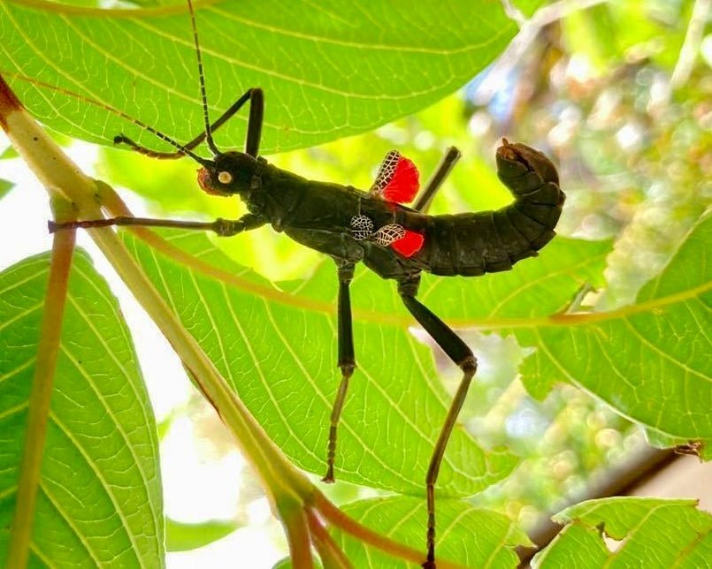 ⨂ Black Beauty Stick Insect, (Peruphasma schultei) - Richard’s Inverts