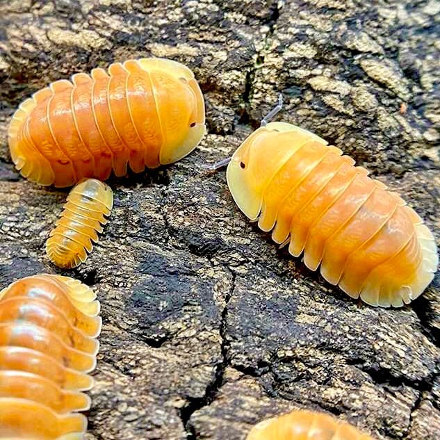 Blonde Ducky Isopod, (Cubaris sp. "Blonde Ducky") - Richard’s Inverts