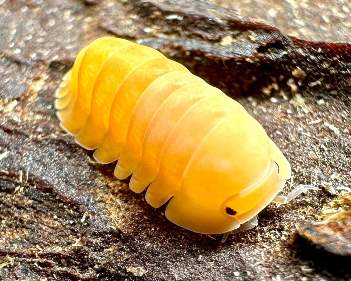 Blonde Ducky Isopod, (Cubaris sp. "Blonde Ducky") - Richard’s Inverts