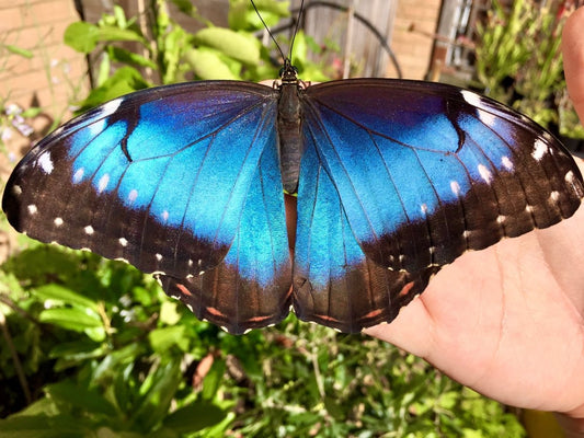 Blue Morpho Butterfly, (Morpho helenor) - Richard’s Inverts