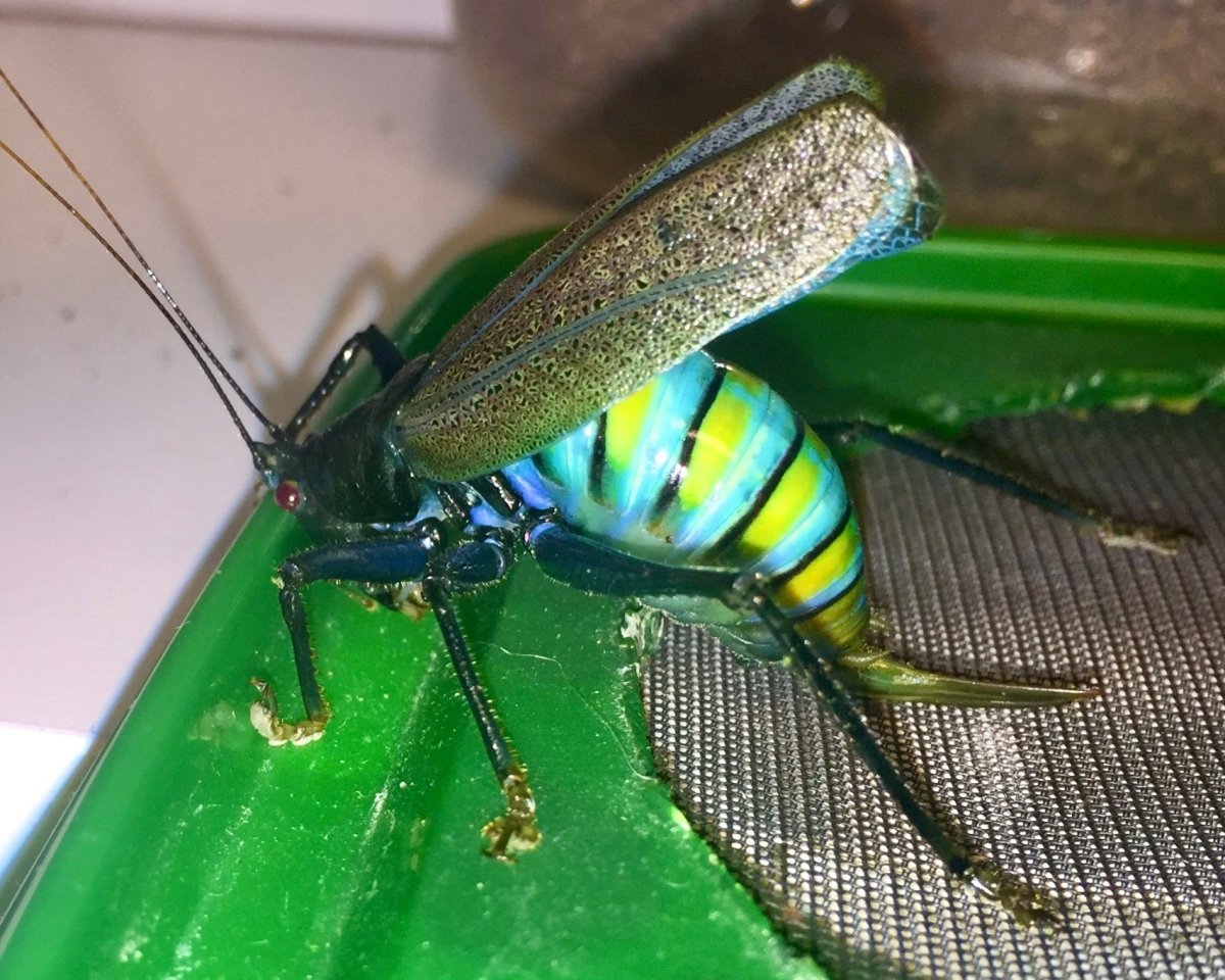Blue Rainbow Katydid, (Vestria sp.) - Richard’s Inverts