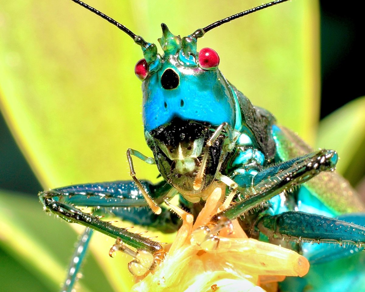 Blue Rainbow Katydid, (Vestria sp.) - Richard’s Inverts