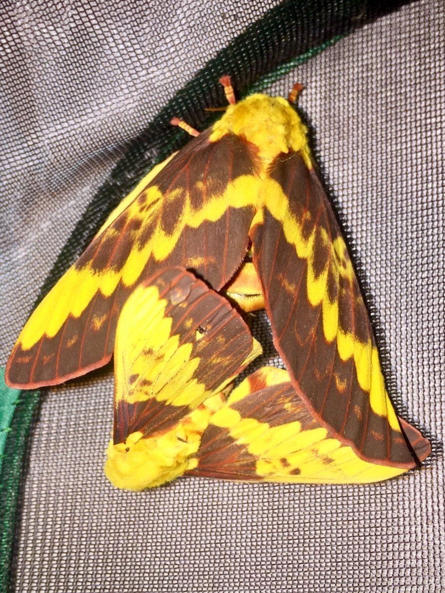 Brazilian Horned Devil Moth, (Citheronia laocoon) - Richard’s Inverts