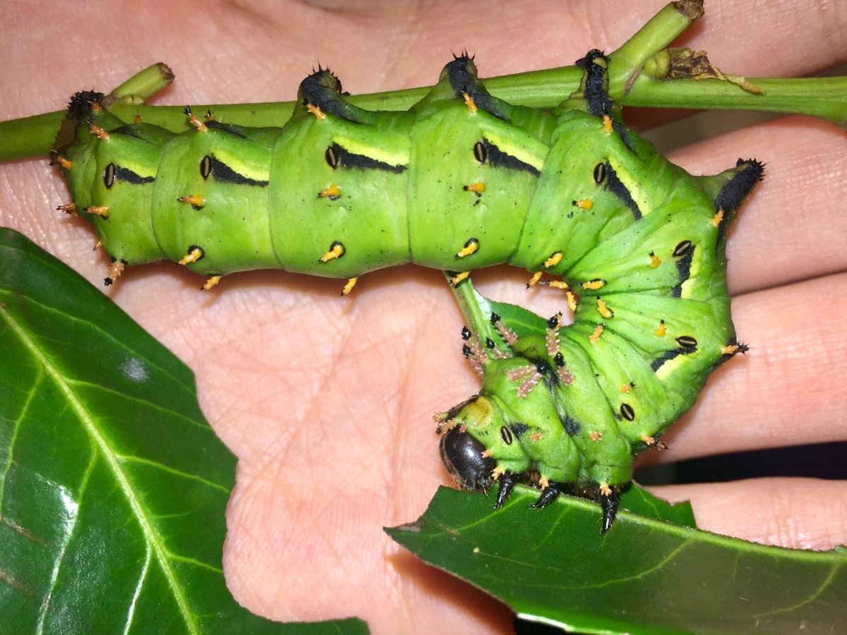 Brazilian Horned Devil Moth, (Citheronia laocoon) - Richard’s Inverts