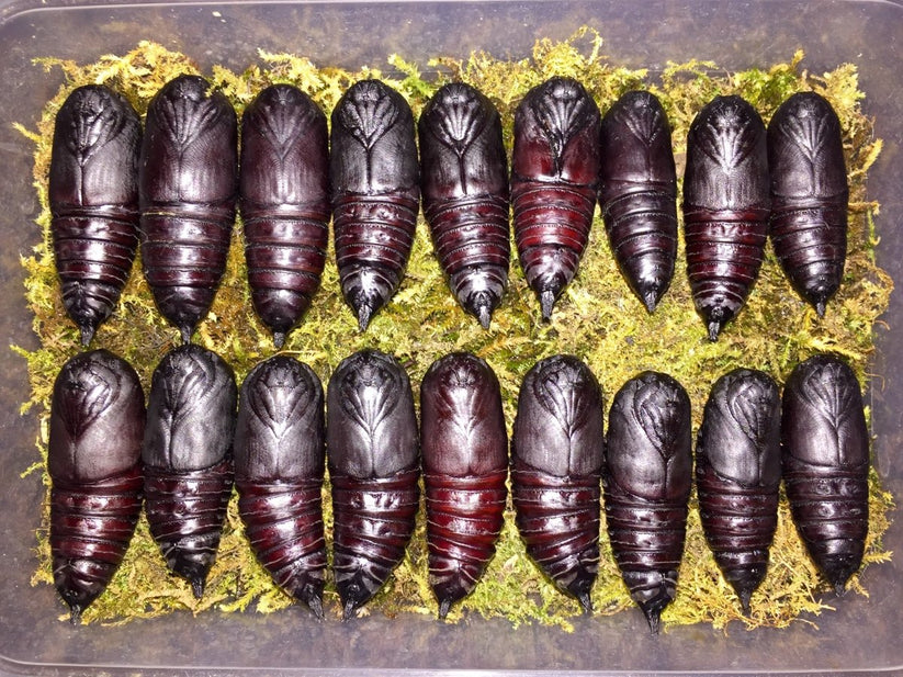 Brazilian Horned Devil Moths For Sale | Richard's Inverts