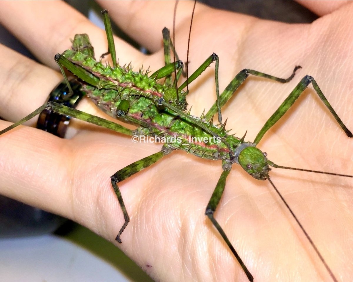 Brock's Spiny Stick Insects For Sale | Richard's Inverts