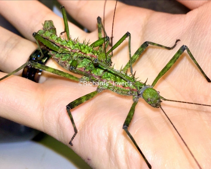 Brockphasma spinifemoralis For Sale | Richard's Inverts
