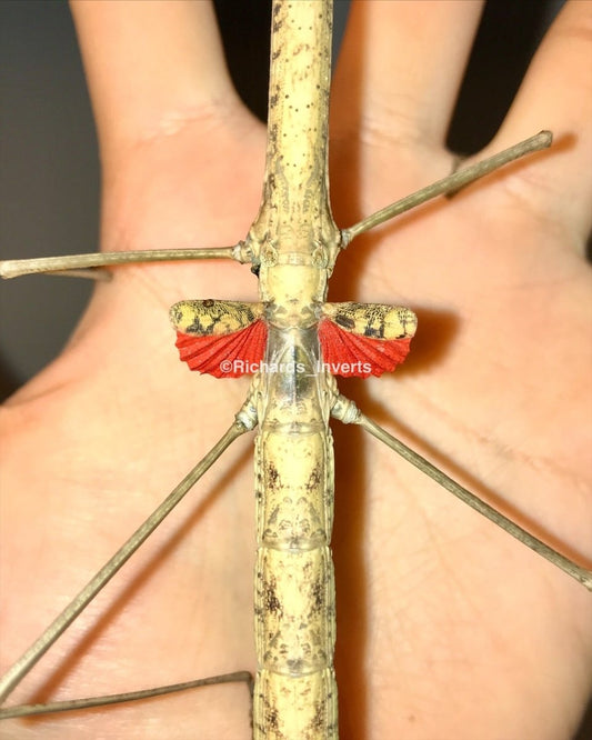 ⨂ Budwing Stick Insect, (Phaenopharos khaoyaiensis) - Richard’s Inverts