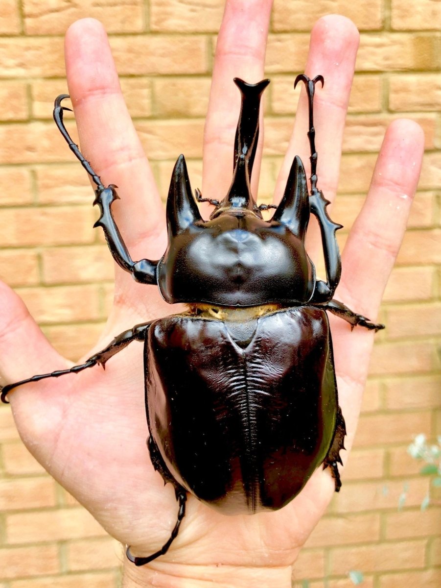 BULK Larvae - Actaeon Rhino Beetle, (Megasoma actaeon) - Richard’s Inverts