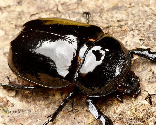 BULK Larvae - Barbed Rhino Beetle, (Xyloscoptes davidi) - Richard’s Inverts