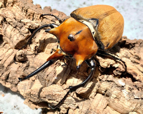 BULK Larvae - Elephant Rhino Beetle, (Megasoma elephas) - Richard’s Inverts