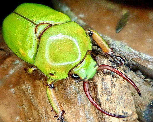 BULK Larvae - Fanged Flower Beetle, (Fruhstorferia dohertyi) - Richard’s Inverts