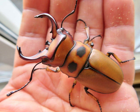 BULK Larvae - Gladiator Stag Beetle, (Homoderus gladiator) - Richard’s Inverts