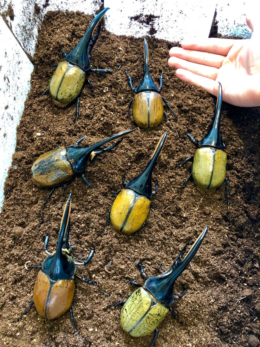 Hercules Rhino Beetles for sale – Richard's Inverts