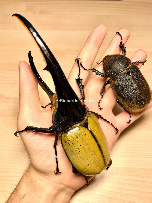 ⨂ BULK Larvae - Hercules Rhino Beetle, (Dynastes hercules) - Richard’s Inverts