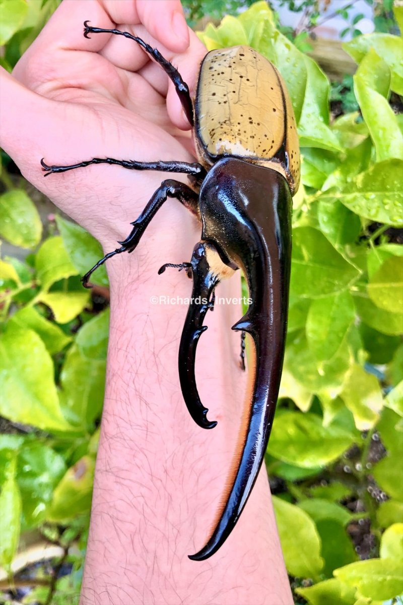 ⨂ BULK Larvae - Hercules Rhino Beetle, (Dynastes hercules) - Richard’s Inverts