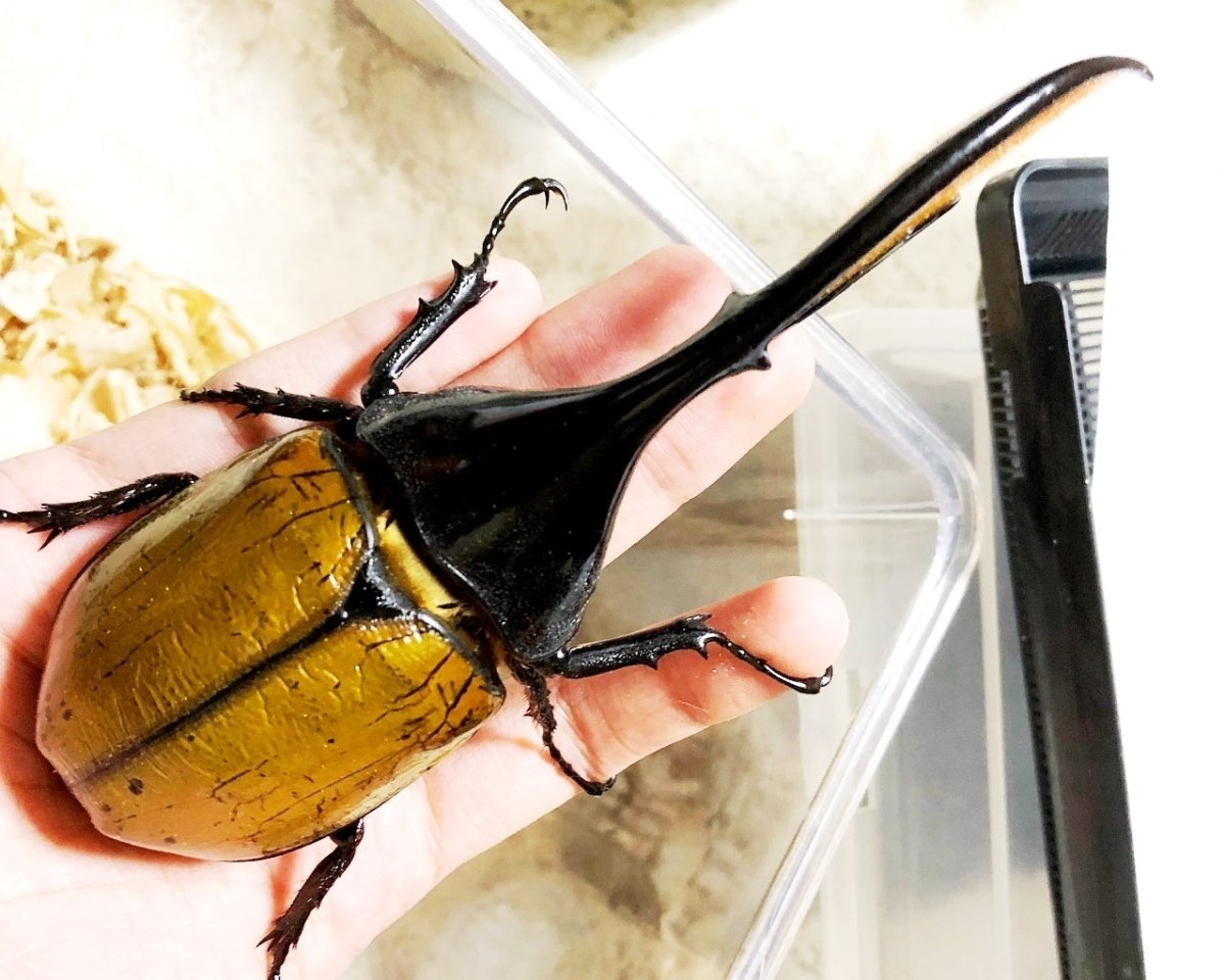 BULK Larvae - Hercules Rhino Beetle, (Dynastes lichyi) - Richard’s Inverts